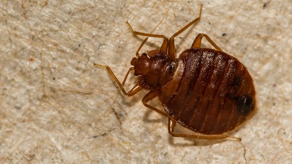 Billede af af en voksen væggelus