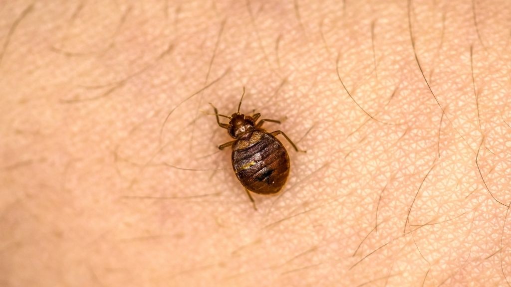 Væggelusbid på arm – symptomer på væggelus i København